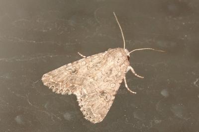 Anarta trifolii
