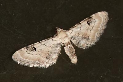 <i>Eupithecia centaureata</i>