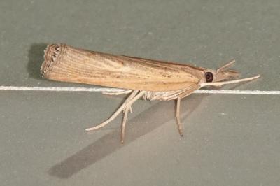 <i>Agriphila straminella</i>