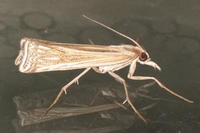 <i>Ancylolomia tentaculella</i>