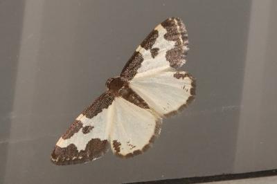<i>Lomaspilis marginata</i>
