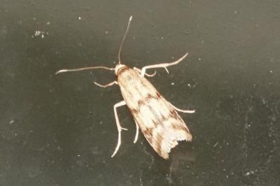 <i>Homoeosoma sinuella</i>
