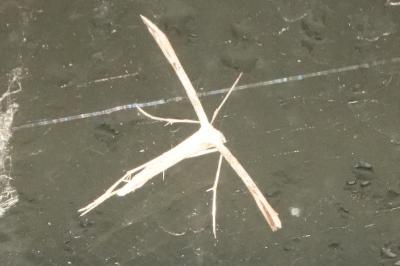 <i>Emmelina monodactyla</i>