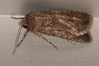 <i>Agrotis segetum</i>