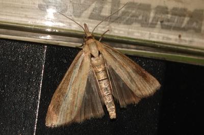 <i>Agriphila tristella</i>