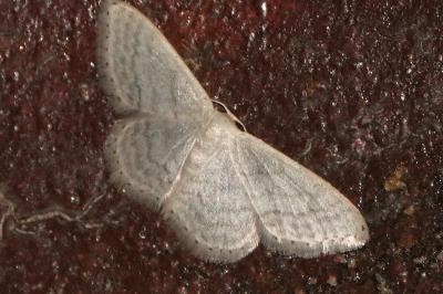 <i>Idaea subsericeata</i>