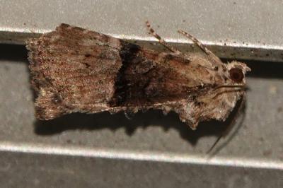 <i>Mesoligia furuncula</i>