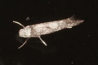 <i>Paraswammerdamia albicapitella</i>