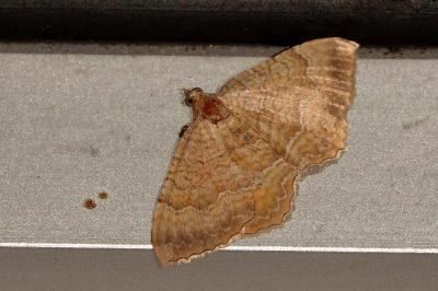<i>Camptogramma bilineata</i>