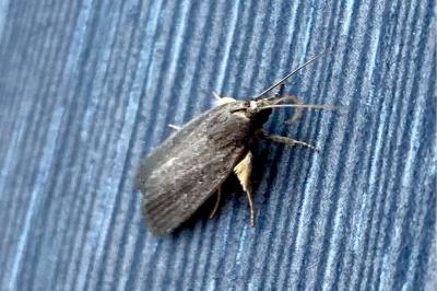 <i>Amphipyra tragopoginis</i>