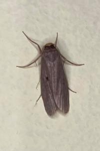 <i>Achroia grisella</i>