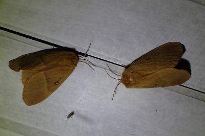 <i>Lasiocampa quercus</i>