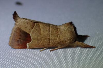 <i>Clostera curtula</i>