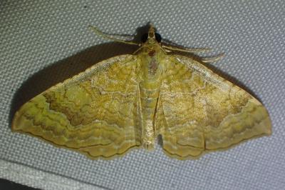 <i>Camptogramma bilineata</i>