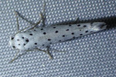 <i>Yponomeuta cagnagella</i>