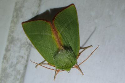 <i>Pseudoips prasinanus</i>