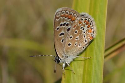<i>Polyommatus icarus</i>