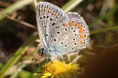 <i>Polyommatus icarus</i>