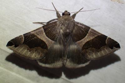 <i>Dysgonia algira</i>
