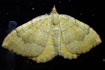 <i>Camptogramma bilineata</i>
