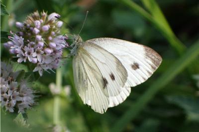 <i>Pieris napi</i>