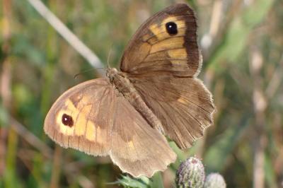 Maniola jurtina