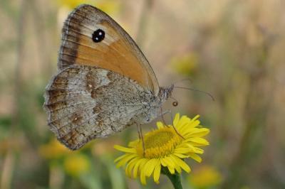 <i>Pyronia tithonus</i>