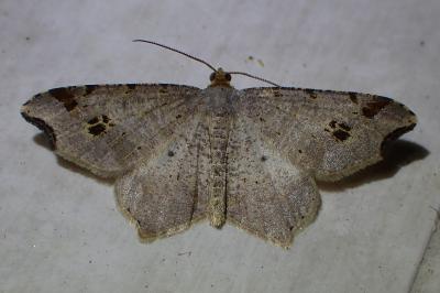<i>Macaria alternata</i>