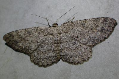 <i>Hypomecis punctinalis</i>