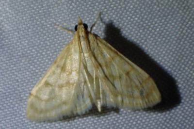 <i>Paracorsia repandalis</i>