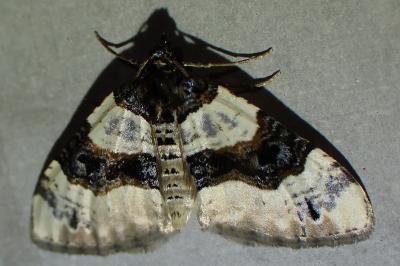 <i>Cosmorhoe ocellata</i>