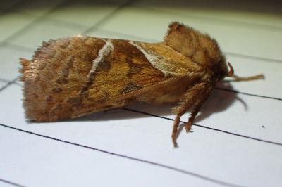 <i>Triodia sylvina</i>