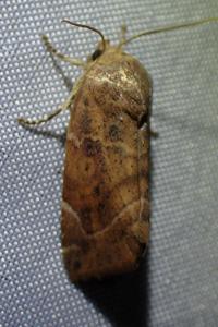 <i>Cosmia affinis</i>