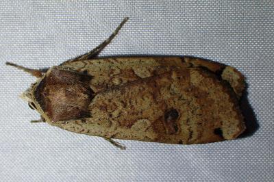 <i>Noctua pronuba</i>
