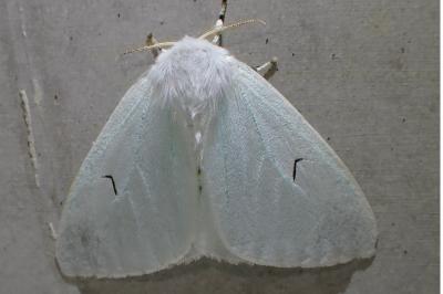 <i>Arctornis l-nigrum</i>