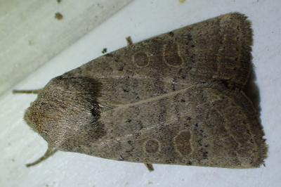 <i>Hoplodrina ambigua</i>