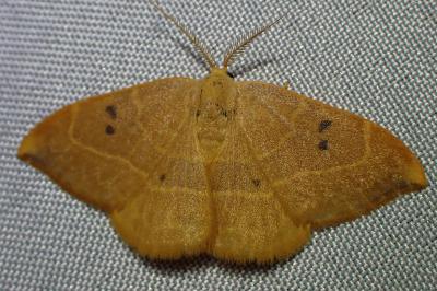 <i>Watsonalla binaria</i>