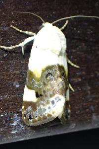 <i>Acontia lucida</i>