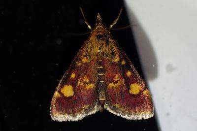 <i>Pyrausta aurata</i>
