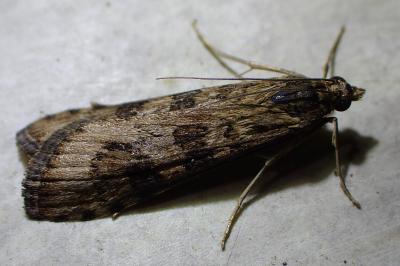 <i>Nomophila noctuella</i>