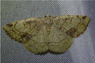 <i>Stegania trimaculata</i>