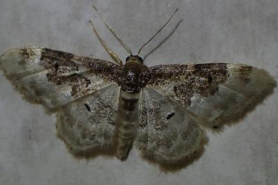 <i>Idaea rusticata</i>