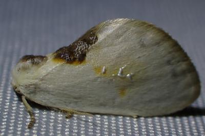 <i>Cilix glaucata</i>