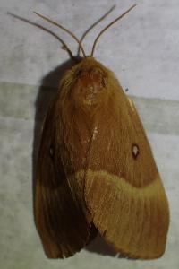 <i>Lasiocampa quercus</i>