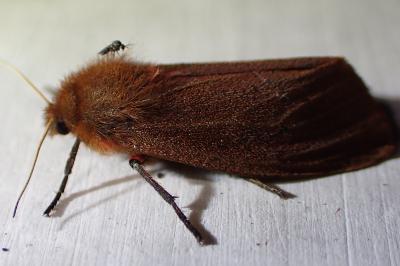 <i>Phragmatobia fuliginosa</i>
