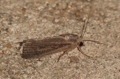 <i>Proxenus hospes</i>