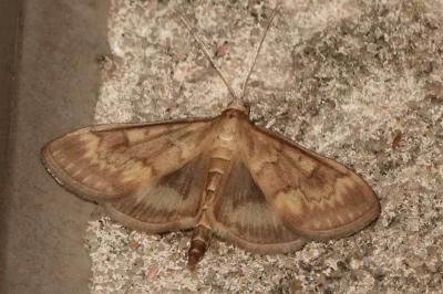 <i>Ostrinia nubilalis</i>