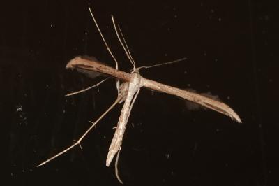 <i>Emmelina monodactyla</i>