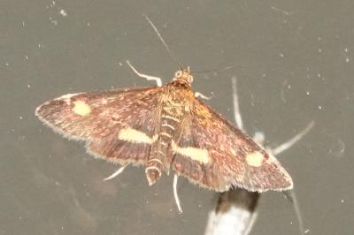 <i>Pyrausta aurata</i>