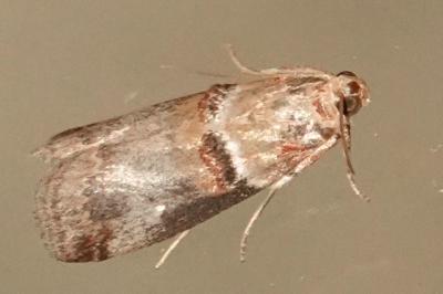 <i>Acrobasis tumidana</i>